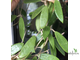 Hoya Parasitica ‘Northabli’