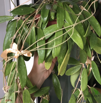 Hoya Parasitica ‘Northabli’