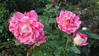 Рейчел Луиз Моран (Rachel Louise Moran), Ч/Г, Harkness Рейчел Луиз Моран (Rachel Louise Moran), Ч/Г, Harkness