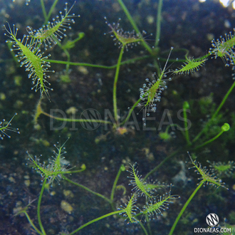 Drosera "Binata Extrema Multifida"