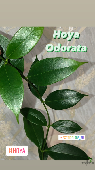 Hoya Odorata