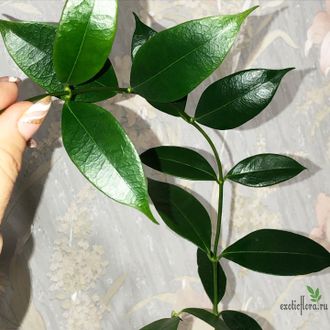 Hoya Odorata