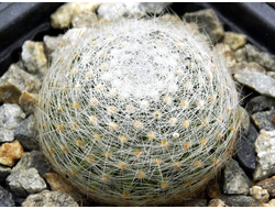 Mammillaria lenta (D=30-40мм)