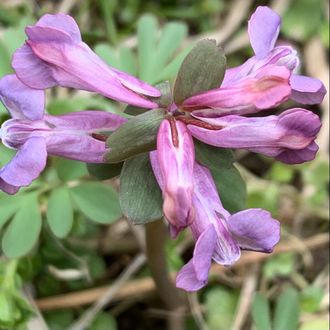 Corydalis solida “Лиловый сюрприз»