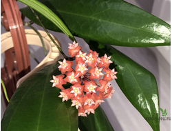 Hoya ilagiorum