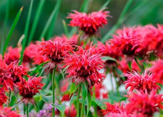 Монарда (дикий бергамот) Кембридж Скарлет С5