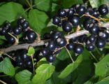 Смородина черная Дачница С3