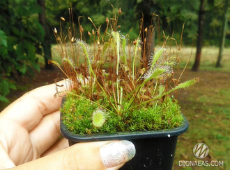 Drosera "Nidiformis"