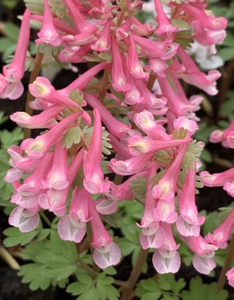 Corydalis solida &quot;Gunite&quot;