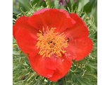 Paeonia tenuifolia «Пионер»