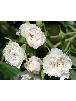 Уайт гротендорст (White Grootendorst) роза