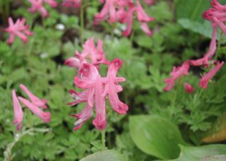 Corydalis buschii