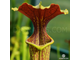 SARRACENIA MIX