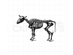 штамп винтажный скелет быка