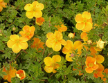 Танжерин лапчатка кустарниковая/Potentilla fruticosa &#039;Tangerine&#039;(15-30/3л)