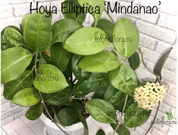 Hoya Elliptica ‘Mindanao’