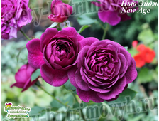 Розы флорибунда  Весна