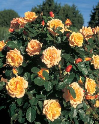 Мишка (Michka) шраб. Meilland Мишка (Michka) шраб. Meilland