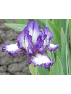 ЛОГИКО-ФИЛОСОФСКИЙ ТРАКТАТ, Локтев '06