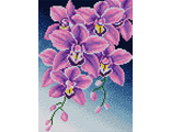 Орхидеи V-56 (алмазная вышивка) mc-mb