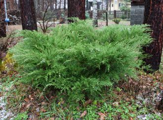 Можжевельник средний Минт Джулеп (Juniperus pfitzeriana  Mint Julep)