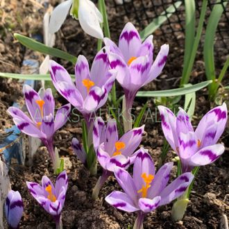 Crocus heuffelianus &#039;Maras Diena&#039;. Продано