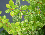 Барбарис тунберга Келлерис (Berberis thunbergii Kelleriis)