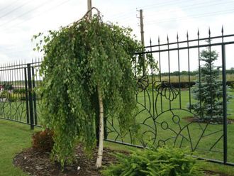 Береза плакучая &quot;Юнги&quot; (Betula pendula Youngii).