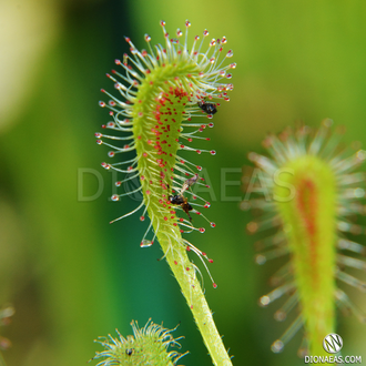 Семена Росянки Drosera MIX