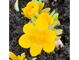 Eranthis &quot;Orange Glow&quot;