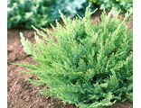 Тамарисцифолия можжевельник казацкий (Juniperus sabina Tamariscifolia).