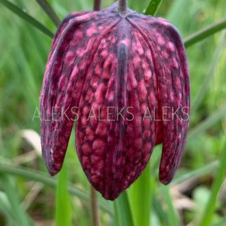 Fritillaria meleagris “Mars”