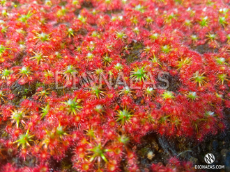 Drosera "Occidentalis var. microscapa"