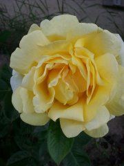 Микеланджело (Michelangelo), Meilland Микеланджело (Michelangelo), Meilland