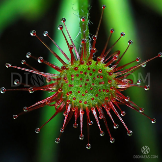 Drosera "Paradoxa"