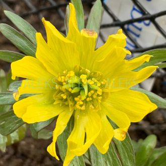 Eranthis huemalis &quot;Evan Bunclarke&quot;