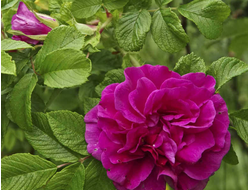 Шиповник эфирное масло (Роза морщинистая)