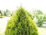 Туя западная Корник ( Thuja occidentalis Kornik) (3л/40-60см.)