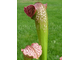 Sarracenia Excellens