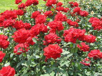 Ингрид Бергман (Ingrid Bergman), ЧГ, Olesen (модификация 1) Ингрид Бергман (Ingrid Bergman), ЧГ, Olesen (модификация 1)