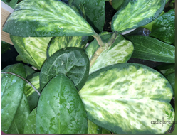 Hoya kerrii variegata 'Chanrit's Choice'