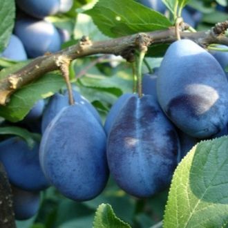 Слива Стенлей С4