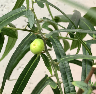 Ficus Ulmifolia / фикус ульмифолия