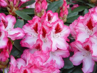 Хахманс Шарман рододендрон гибридный (Rhododendron hybrid Hachmann&#039;s Charmant)