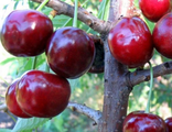 Вишня Мелитопольская Десертная 3-х лет
