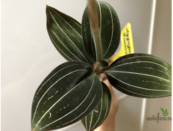 Драгоценная орхидея лудизия Дисколор (Гемария)