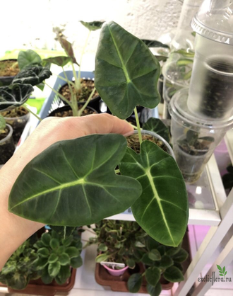 Alocasia Micholitziana 'Frydek' / Алоказия Мишольца Фрайдек