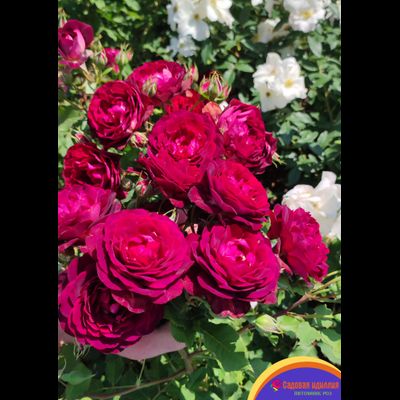 Лия Меже (Lia Mege)