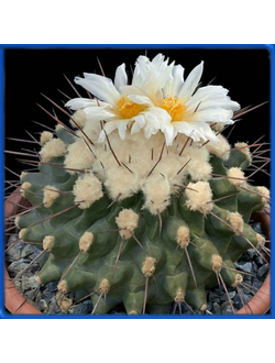 Thelocactus nidulans PP 855