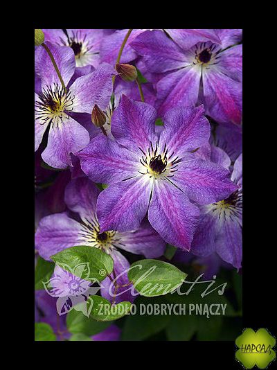 Клематис &quot;Cloudburst&quot; (Клаудберст) (3 группа обрезки)